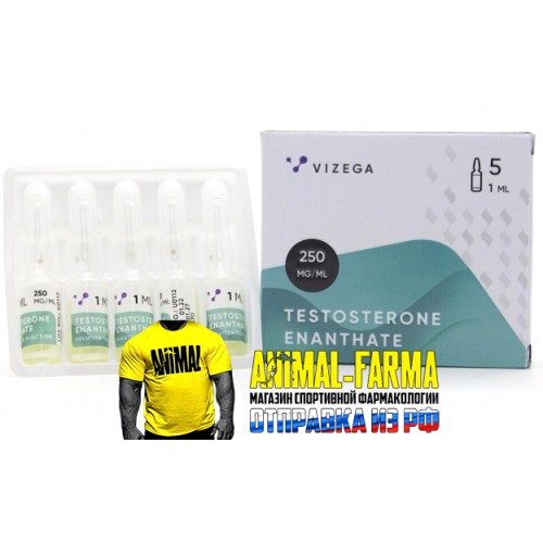 TESTOSTERONE ENANTHATE Vizega (Индия) - Упаковка 5 шт. 1ml|250mg